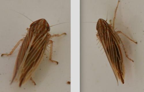 Réf. 311 413 : Mocydia crocea